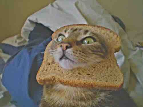 sharpened bread cat